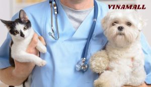 chăm sóc chó mèo mùa hè