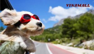 chăm sóc chó mèo mùa hè