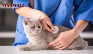 Lịch tiêm phòng chó mèo chuẩn theo độ tuổi