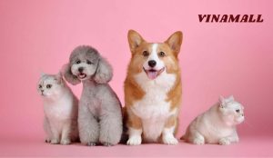 Nơi tiêm phòng chó mèo uy tín