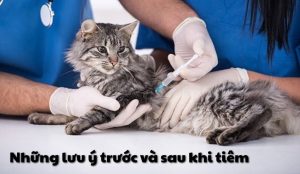 Những lưu ý trước và sau khi tiêm phòng chó mèo
