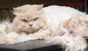 Nguyên Nhân Chó Mèo Rụng Lông Quá Mức