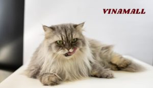 khắc phục chó mèo rụng lông