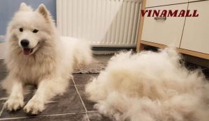 Nhận Biết Thế Nào Là Rụng Lông Bất Thường Ở Thú Cưng?