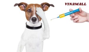 Tại sao cần tuân thủ lịch tiêm phòng chó mèo con?