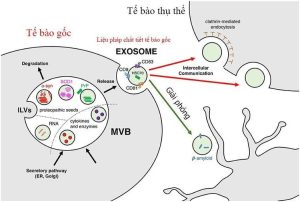 exosome